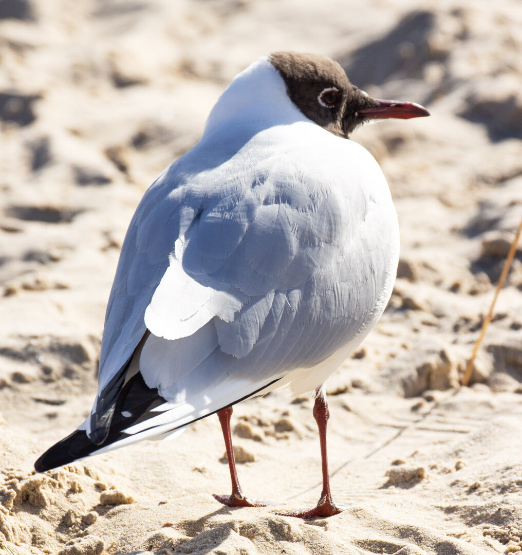 Möwe am Strand — Vögel des Reservats Karsiborska Kępa